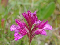 Anacamptis_papilionacea__Mendiga_bas